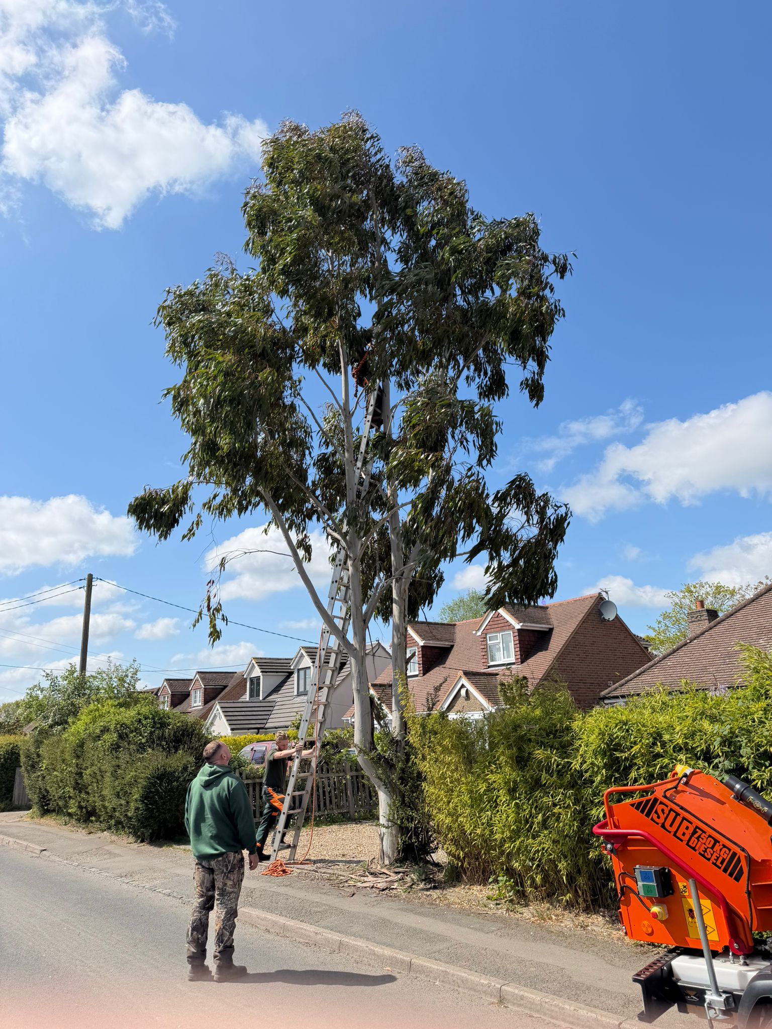 Tree surgeons preparing to cut a tree down outside home in Wembley Tree surgeons preparing to cut a tree down outside home in Wembley