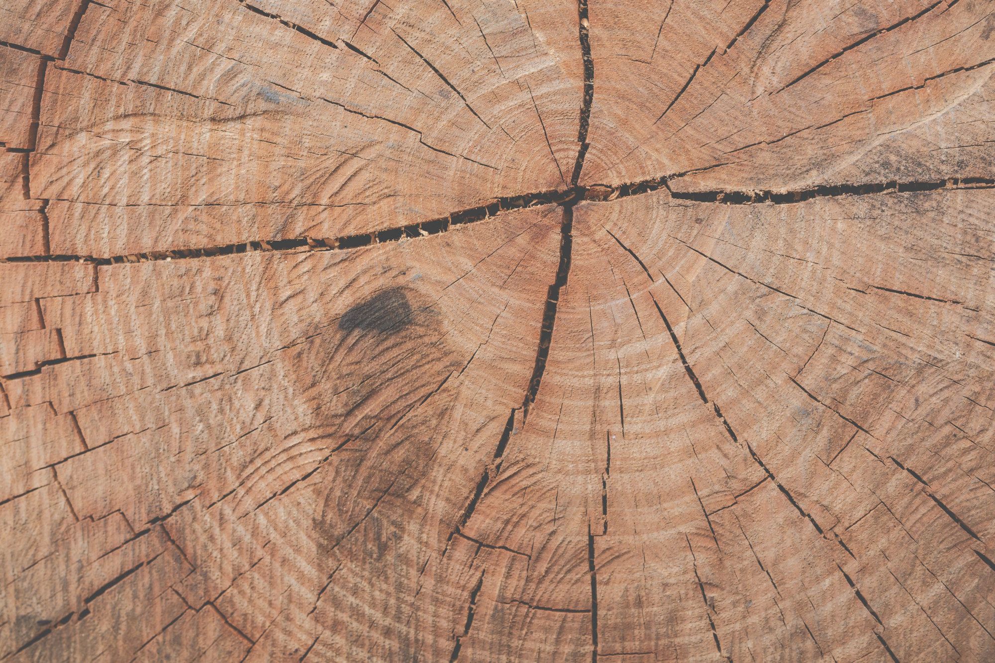 Cross section of tree stump Cross section of tree stump