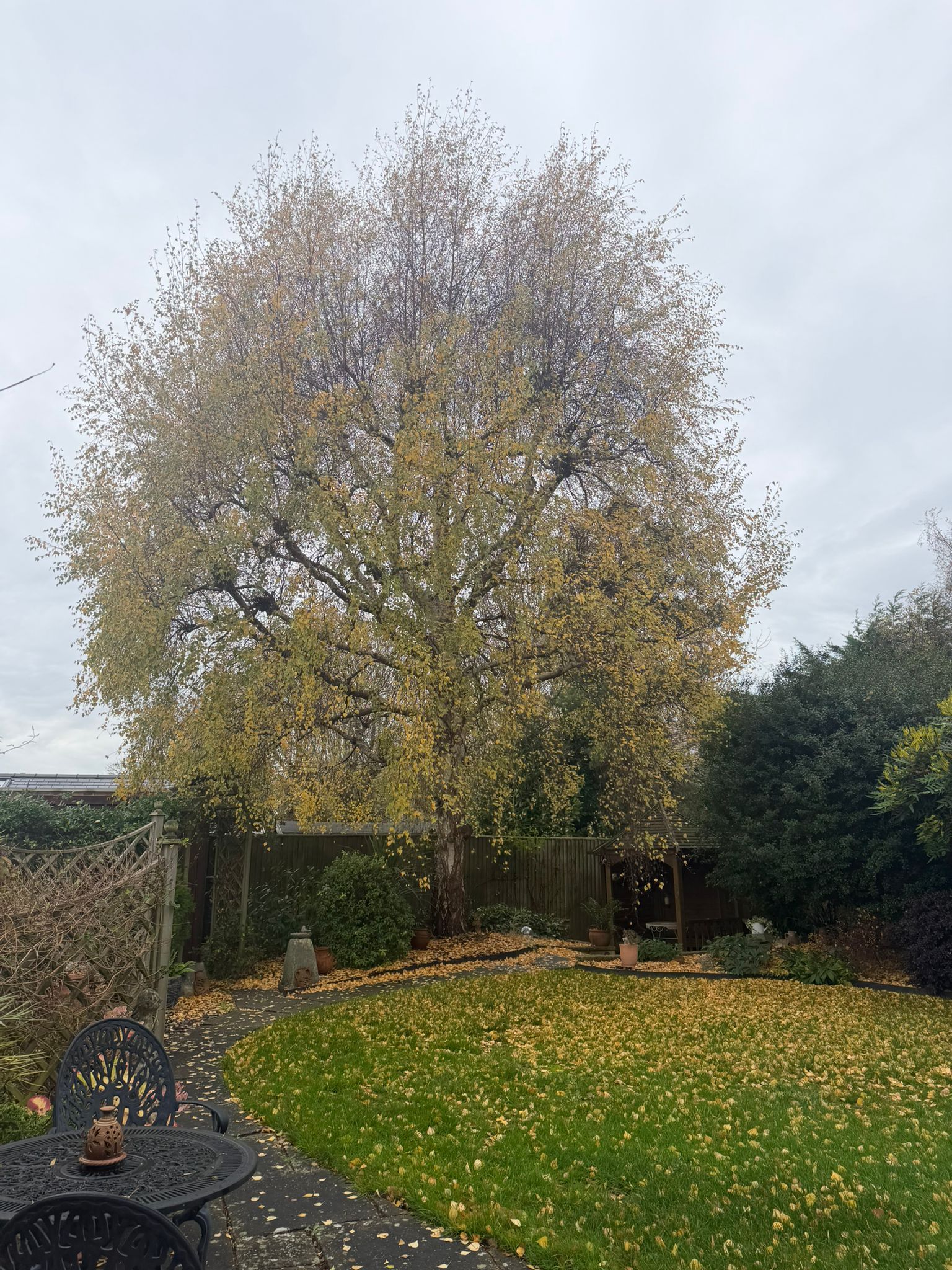 Tree before it had been pruned by tree surgeons in Wembley Tree before it had been pruned by tree surgeons in Wembley
