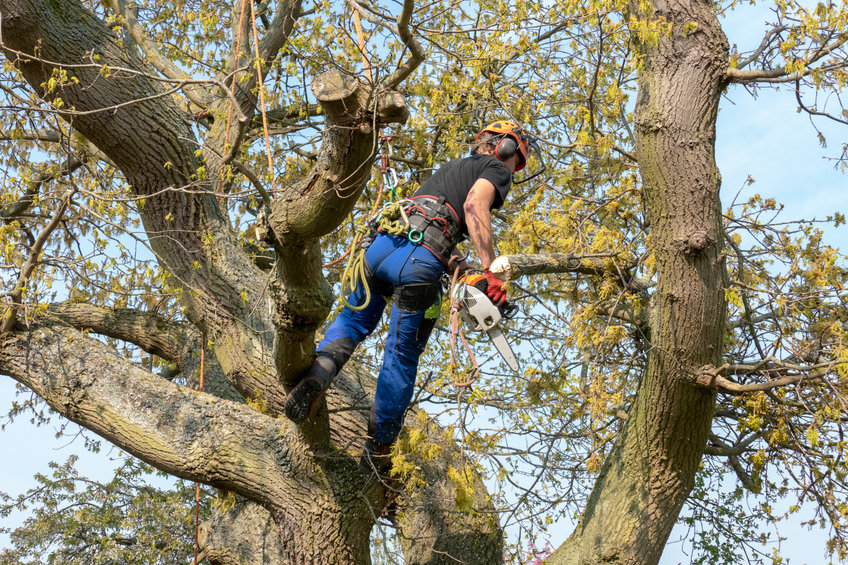 Tree surgeon using chainsaw to cut branches off tree in Wembley Tree surgeon using chainsaw to cut branches off tree in Wembley