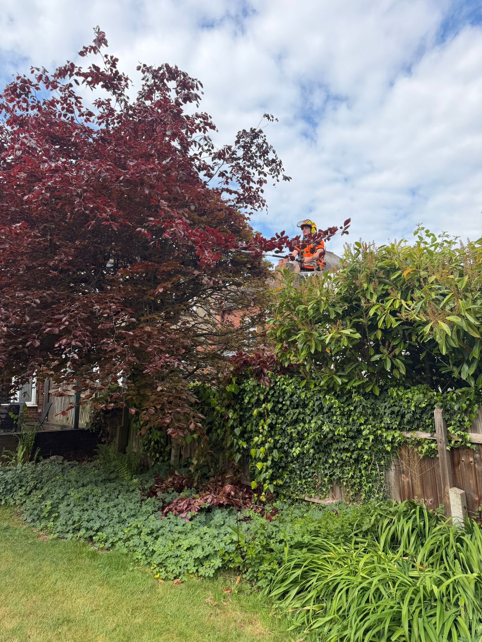 Tree surgeon pruning tree in Wembley Tree surgeon pruning tree in Wembley