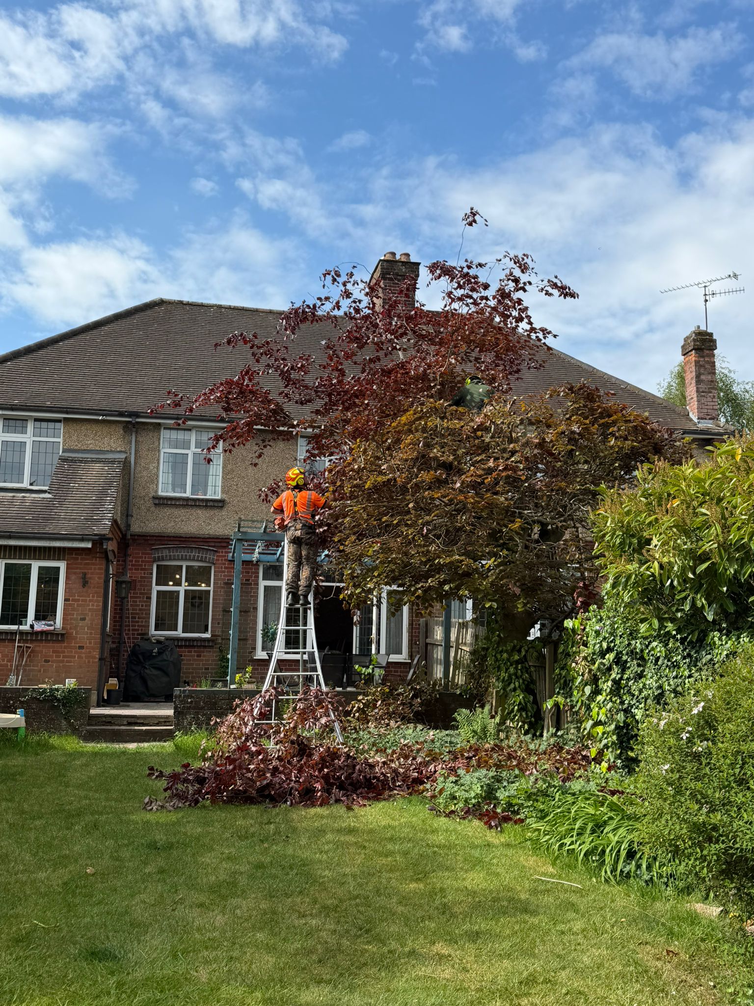 Tree surgeon pruning tree in Wembley Tree surgeon pruning tree in Wembley
