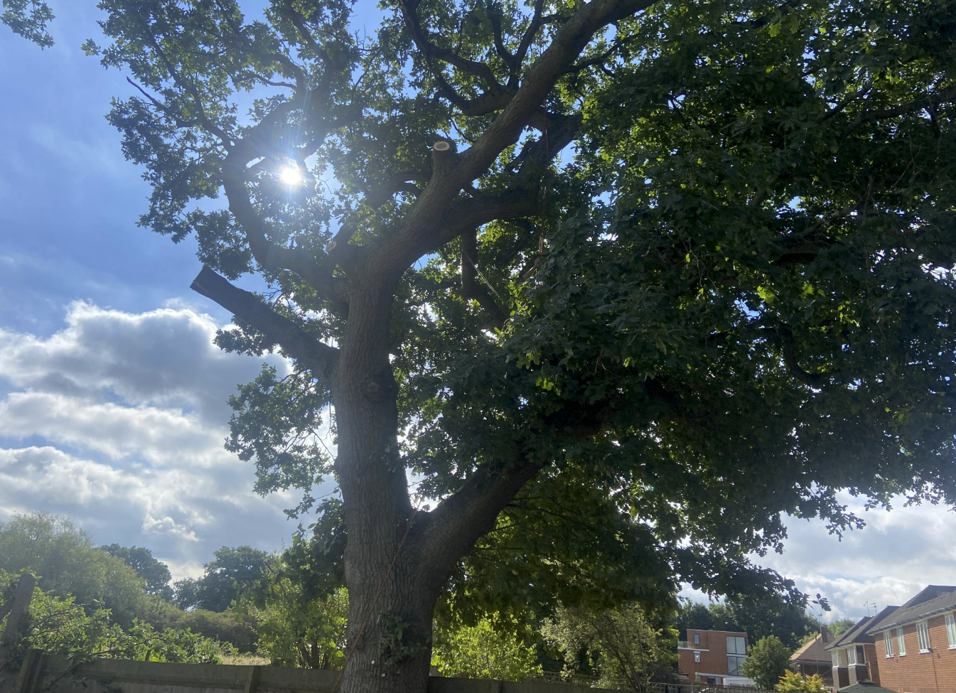 Tree that had branches removed in Wembley Tree that had branches removed in Wembley