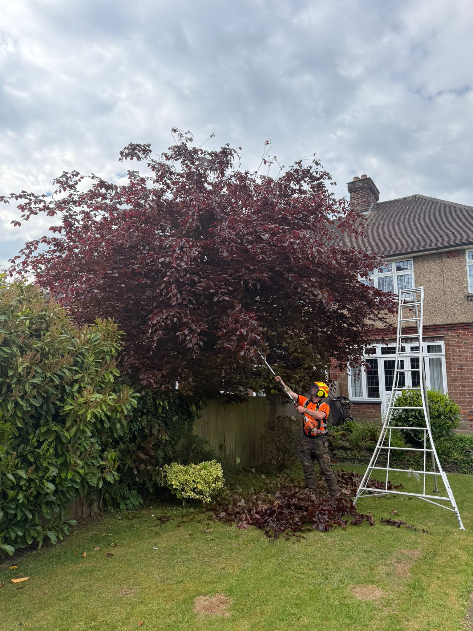 Tree surgeon pruning tree in Wembley Tree surgeon pruning tree in Wembley