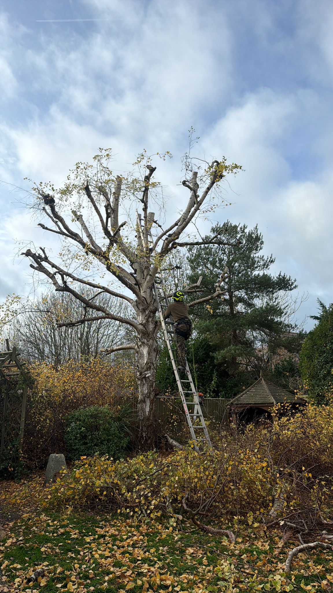 Tree after it had been pruned by tree surgeons in Wembley Tree after it had been pruned by tree surgeons in Wembley